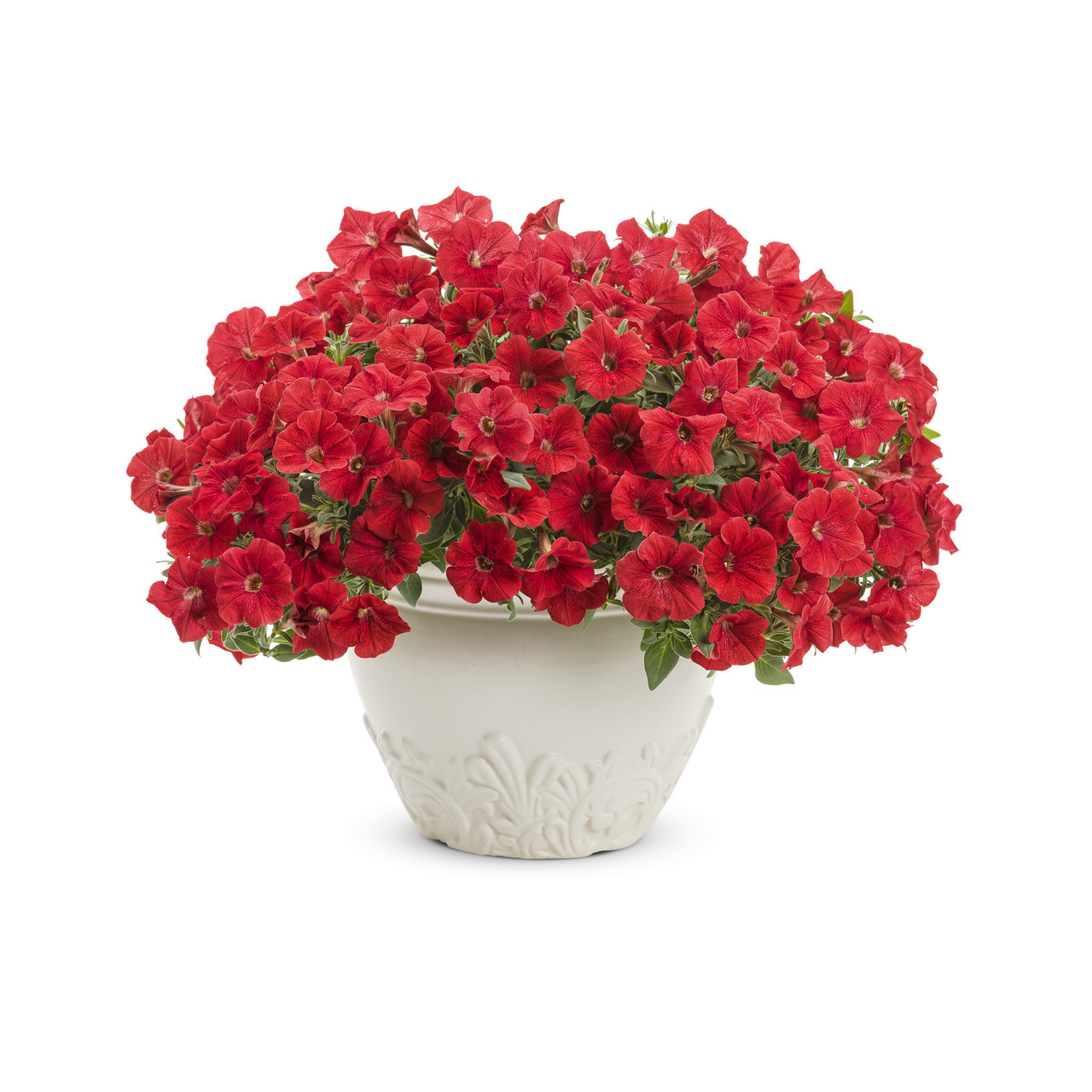 Proven Winners - Pétunia Supertunia Really Red | Pot de 13 cm