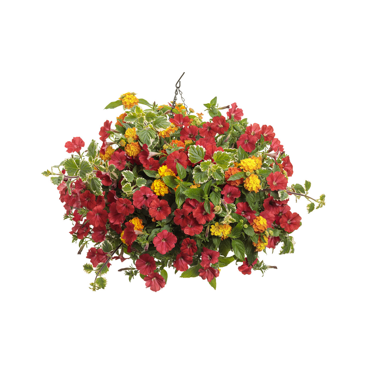 Proven Winners - Pétunia Supertunia Really Red | Pot de 13 cm