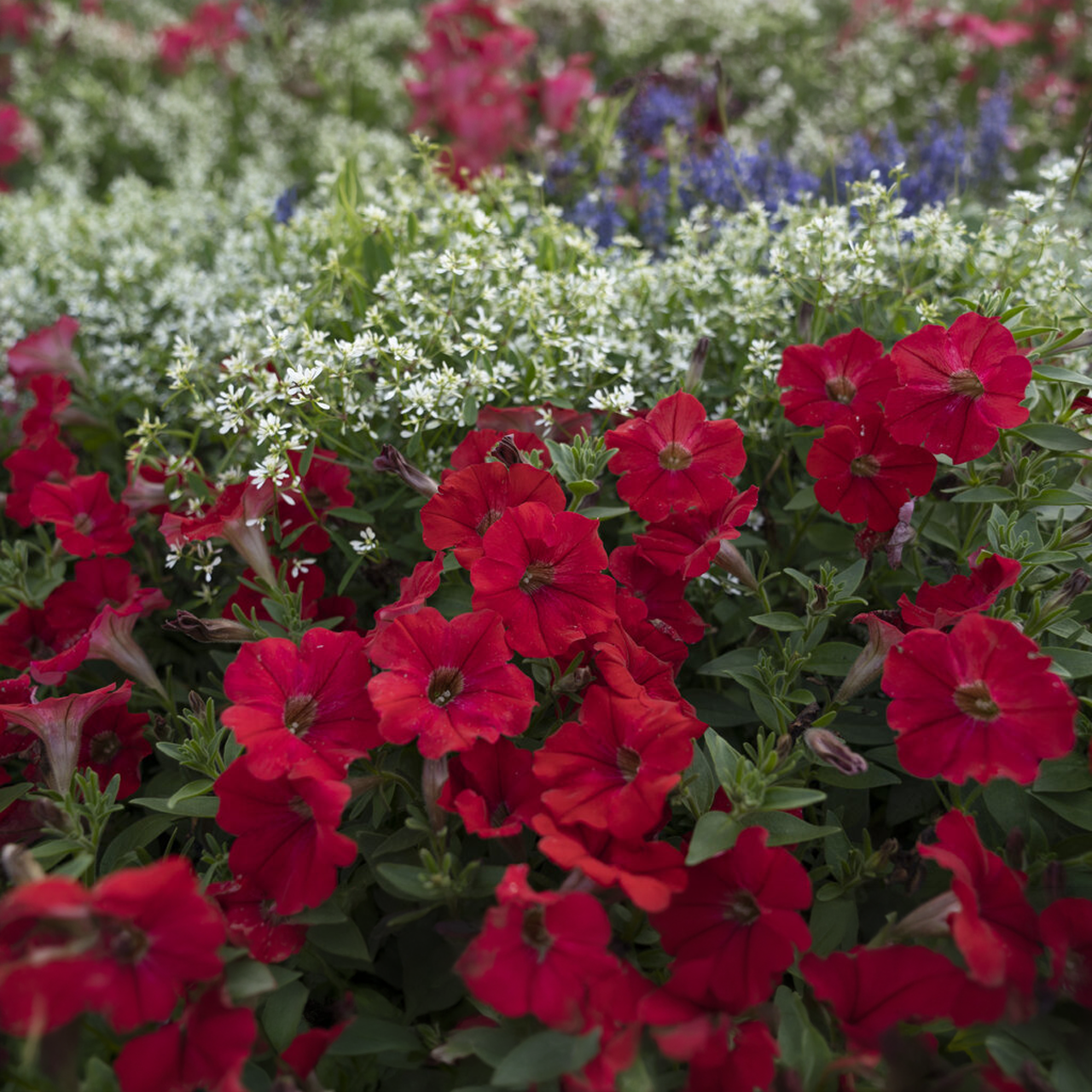 Proven Winners - Pétunia Supertunia Really Red | Pot de 13 cm