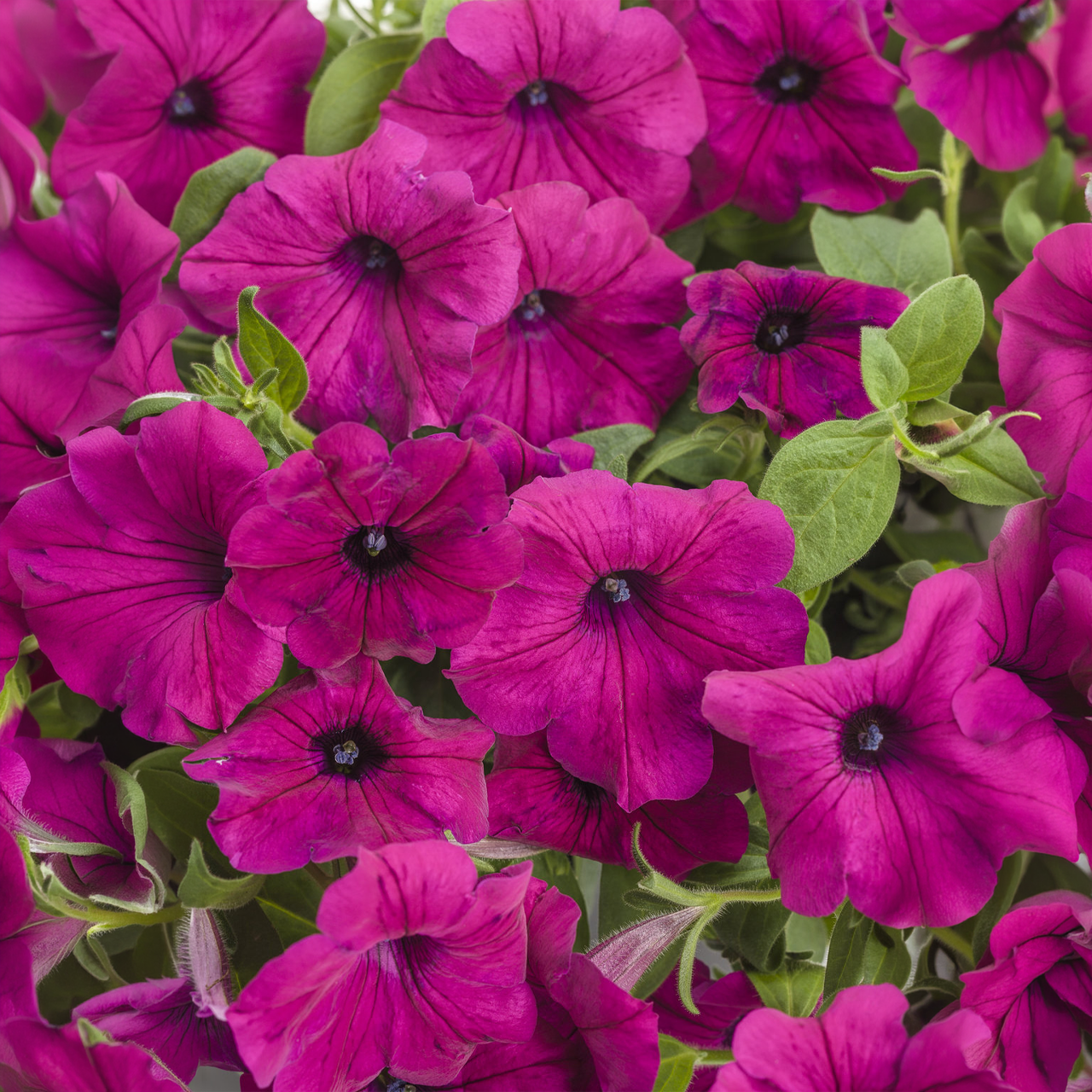 Proven Winners - Petunia Supertunia Royal Magenta | Pot de 13 cm