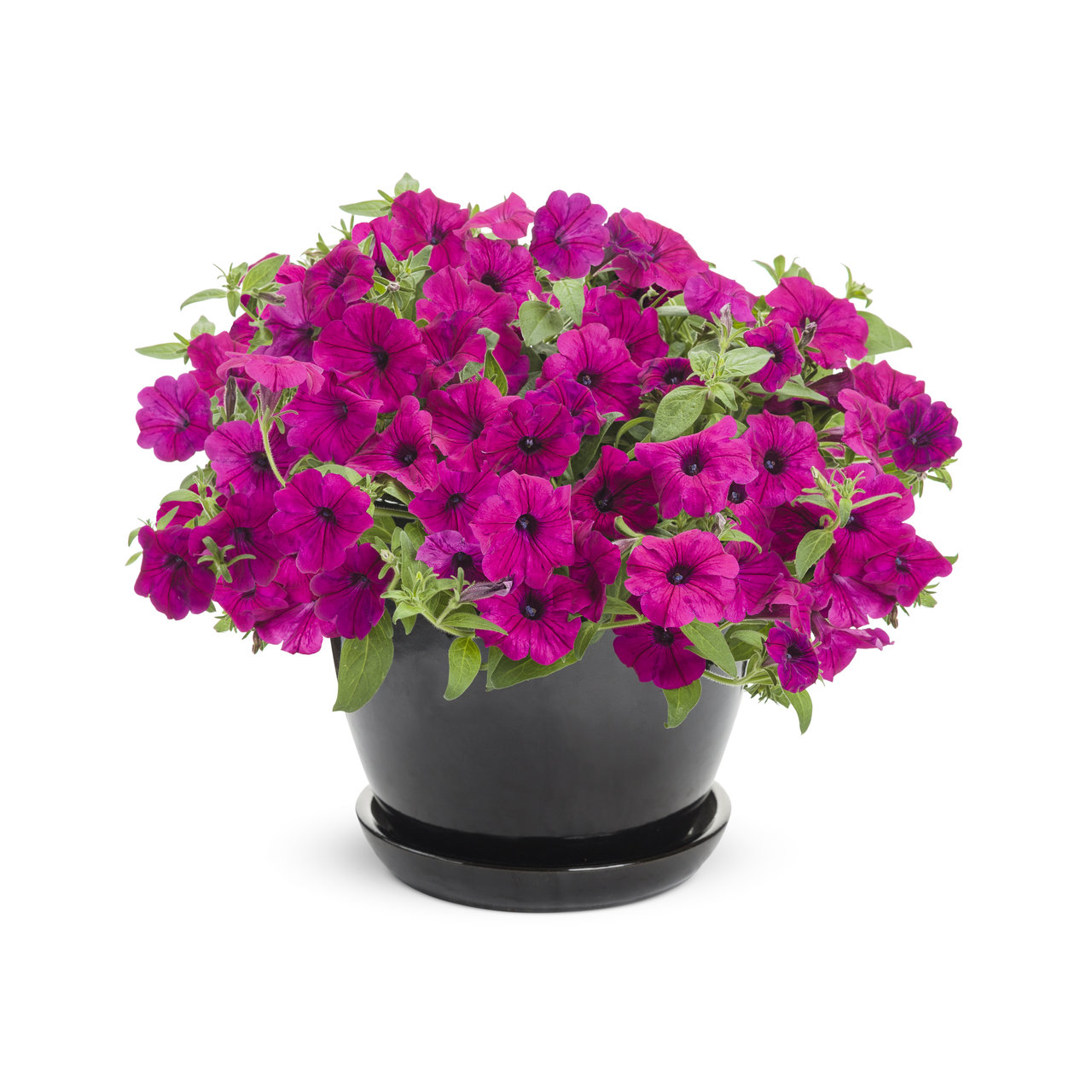 Proven Winners - Petunia Supertunia Royal Magenta | Pot de 13 cm