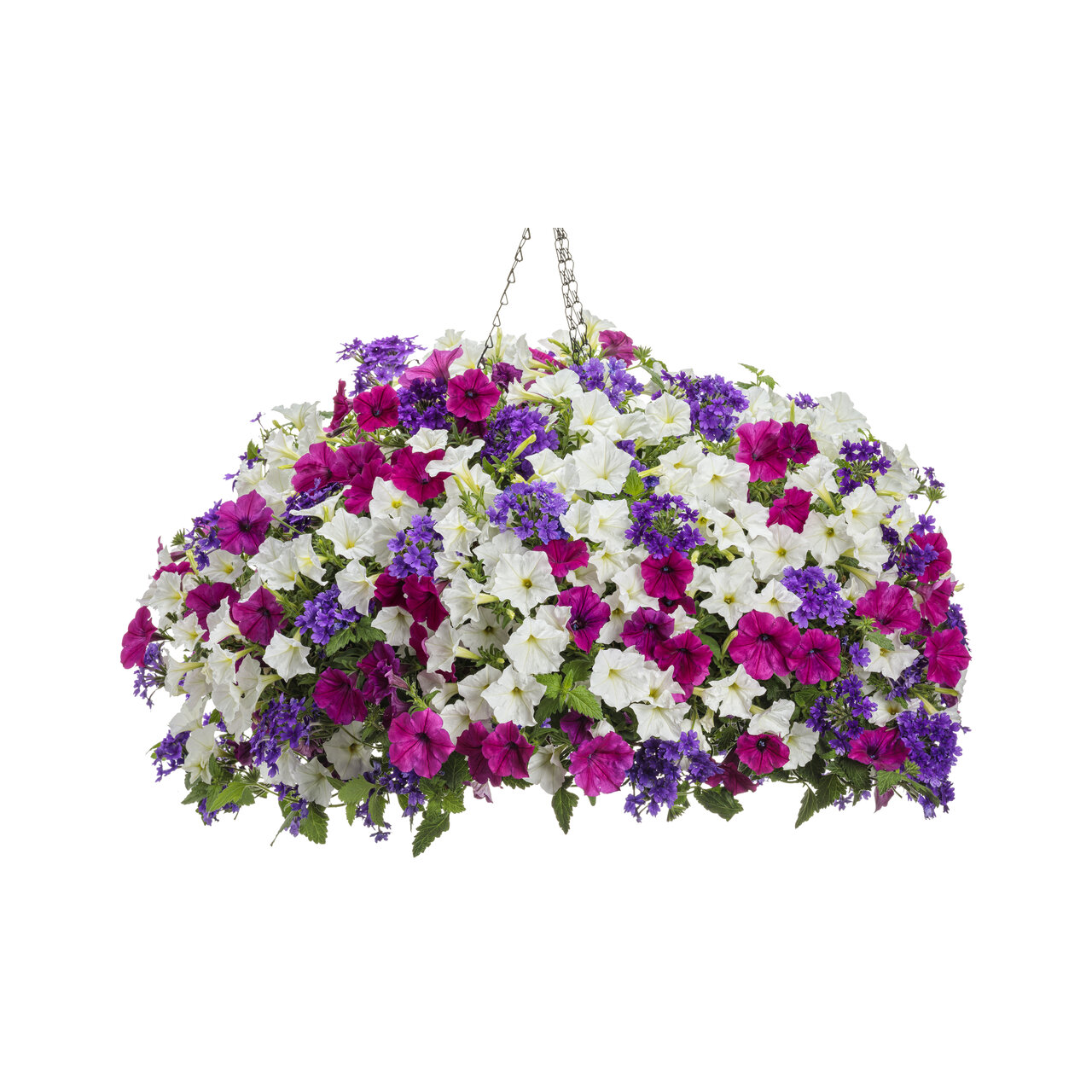 Proven Winners - Petunia Supertunia Royal Magenta | Pot de 13 cm