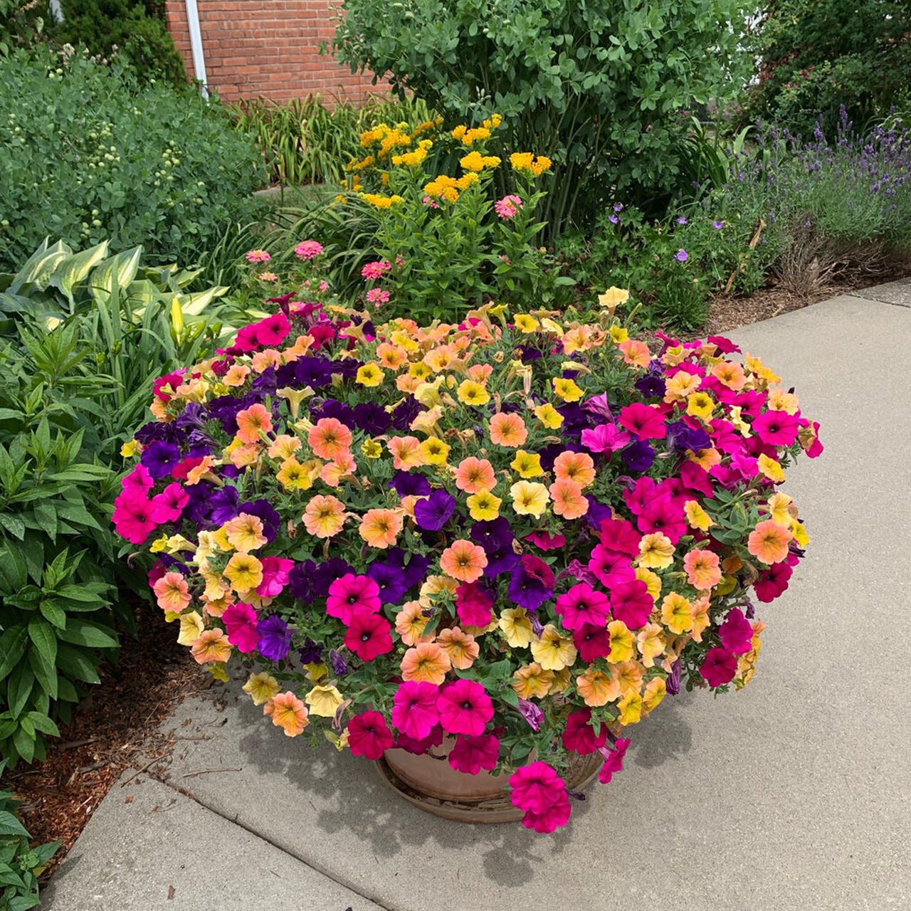 Proven Winners - Petunia Supertunia Royal Magenta | Pot de 13 cm