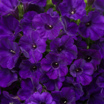 Proven Winners - Pétunia Supertunia Royal Velvet | Pot de 12,7 cm