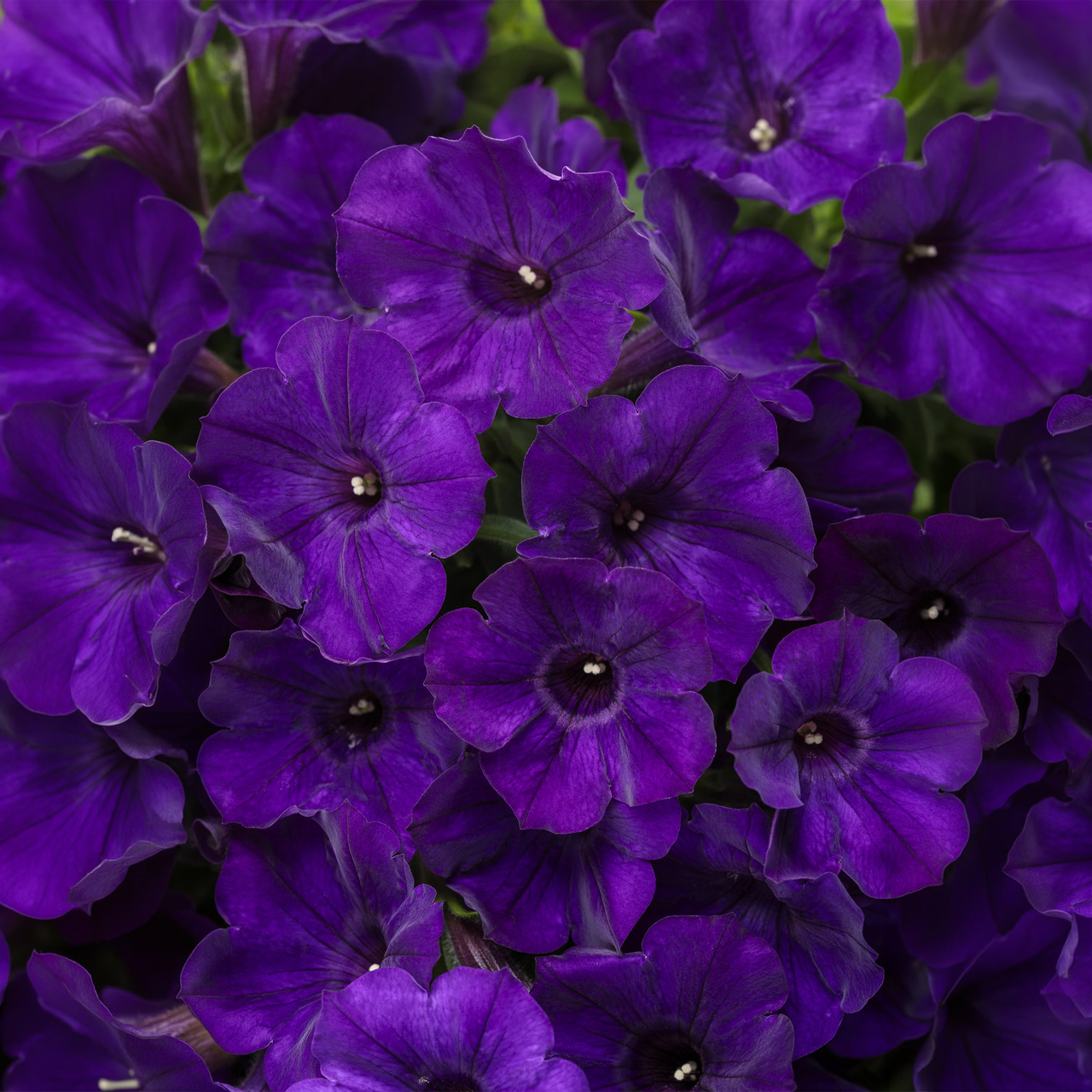 Proven Winners - Pétunia Supertunia Royal Velvet | Pot de 12,7 cm