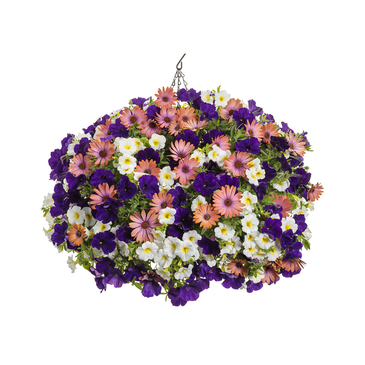 Proven Winners - Pétunia Supertunia Royal Velvet | Pot de 12,7 cm