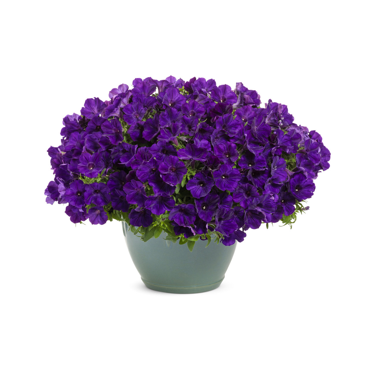 Proven Winners - Pétunia Supertunia Royal Velvet | Pot de 12,7 cm