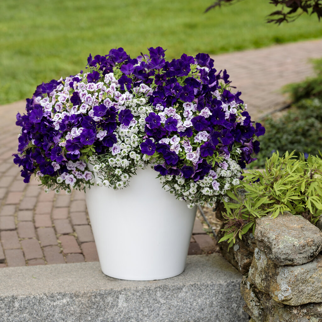 Proven Winners - Pétunia Supertunia Royal Velvet | Pot de 12,7 cm