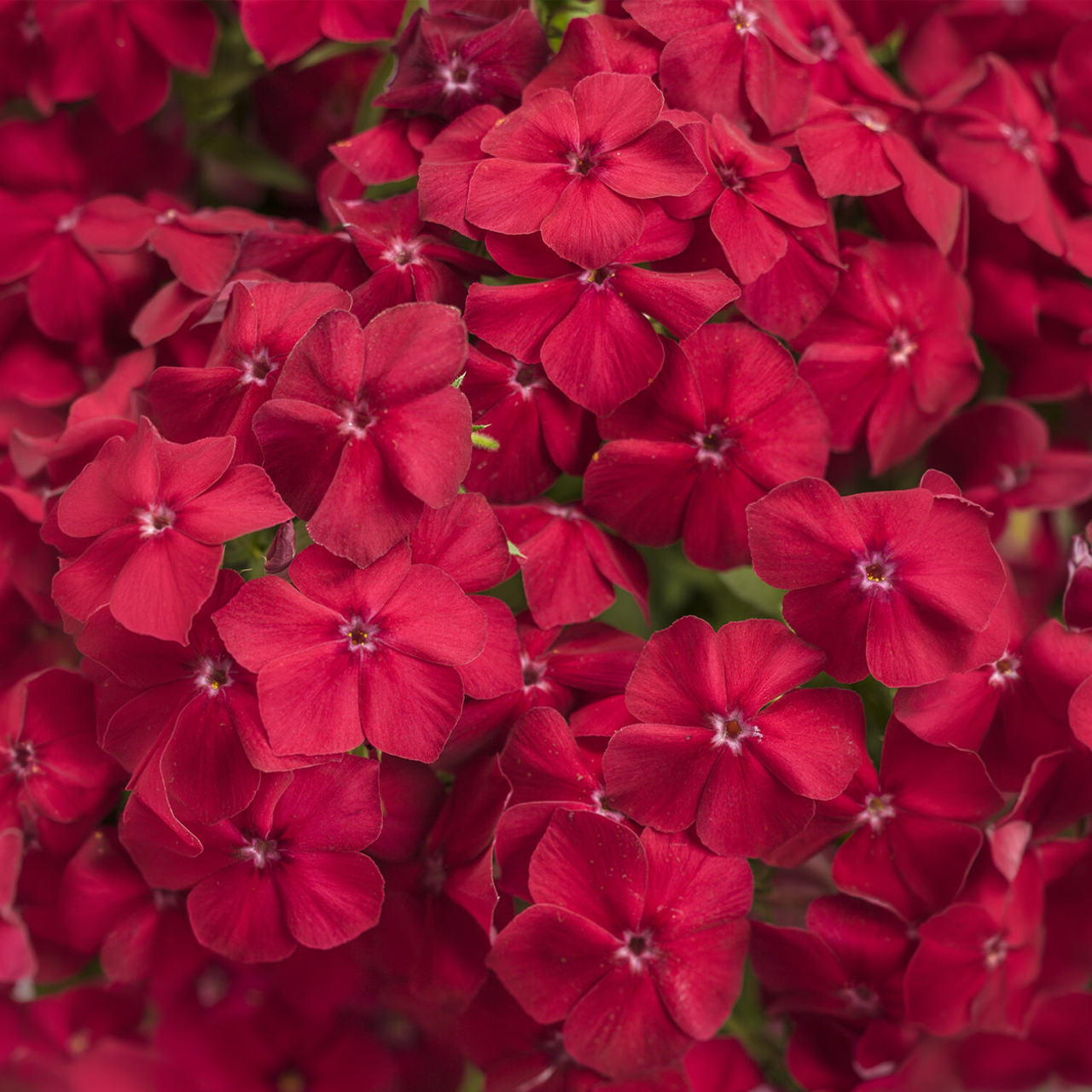 Proven Winners - Phlox Southern Blaze Rouge ardent | Pot de 5 pouces