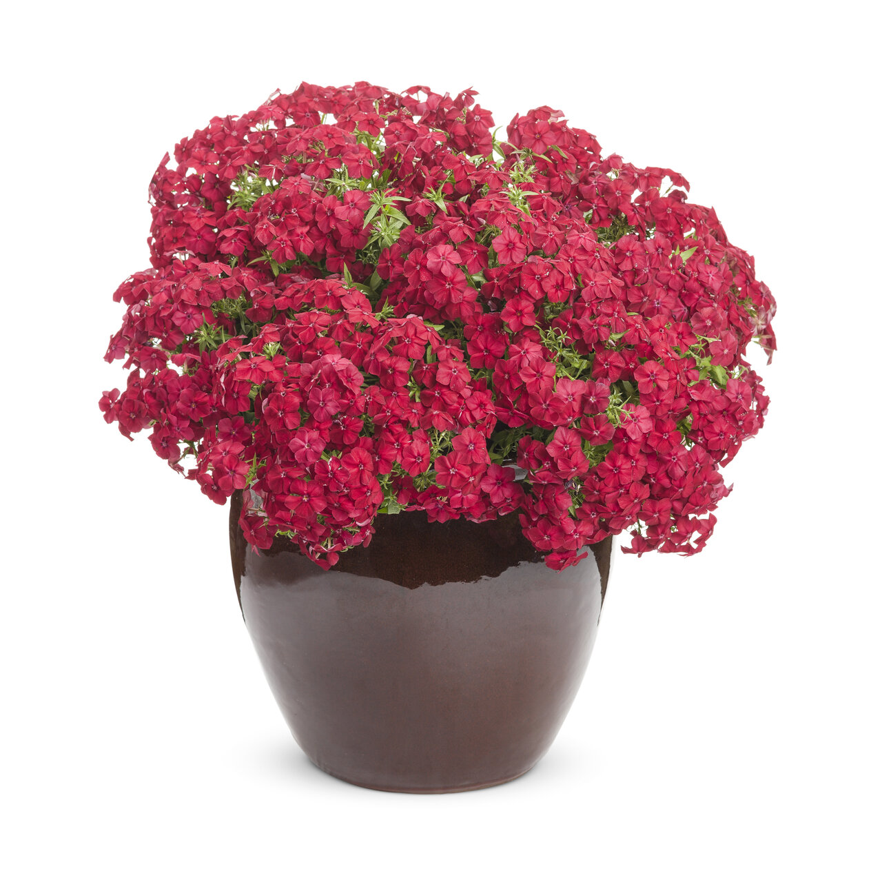 Proven Winners - Phlox Southern Blaze Rouge ardent | Pot de 5 pouces