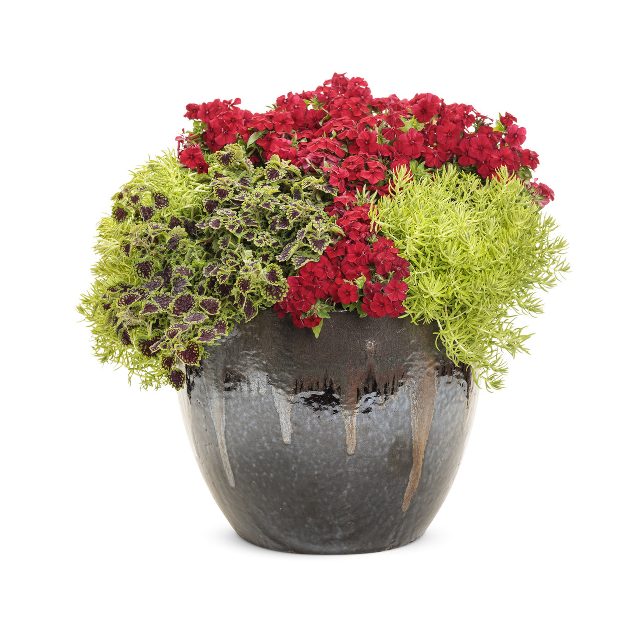 Proven Winners - Phlox Southern Blaze Rouge ardent | Pot de 5 pouces
