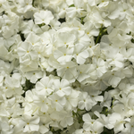 Proven Winners - Phlox Southern Blaze White | Pot de 12,7 cm
