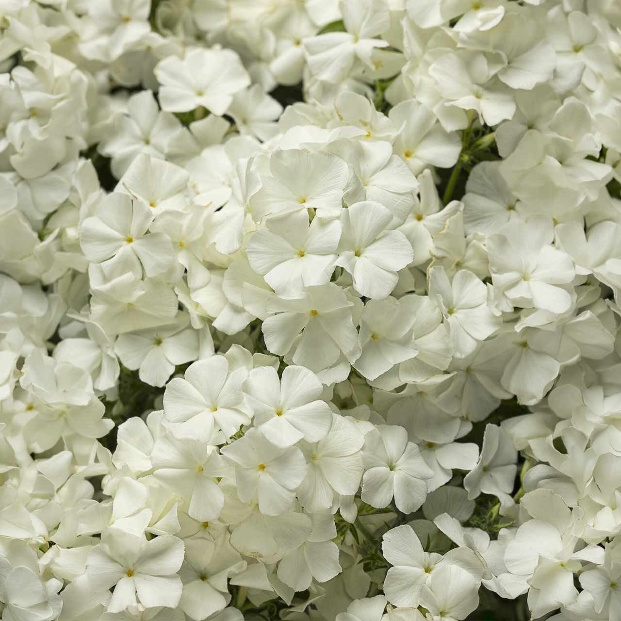 Proven Winners - Phlox Southern Blaze White | Pot de 12,7 cm