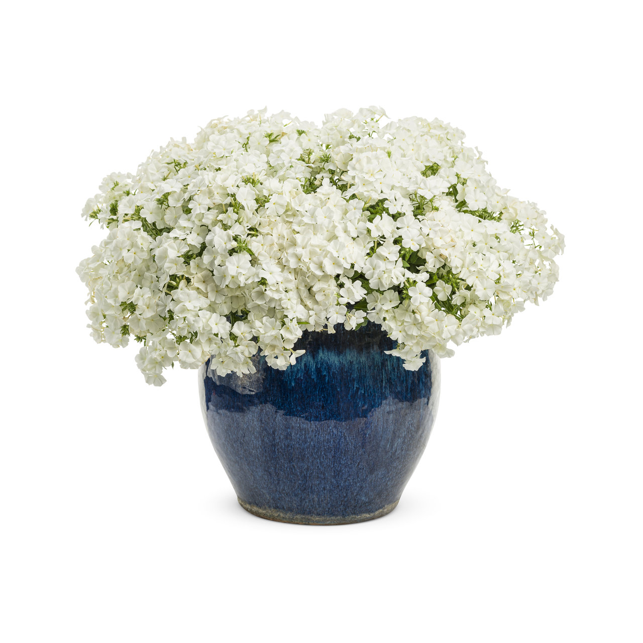 Proven Winners - Phlox Southern Blaze White | Pot de 12,7 cm