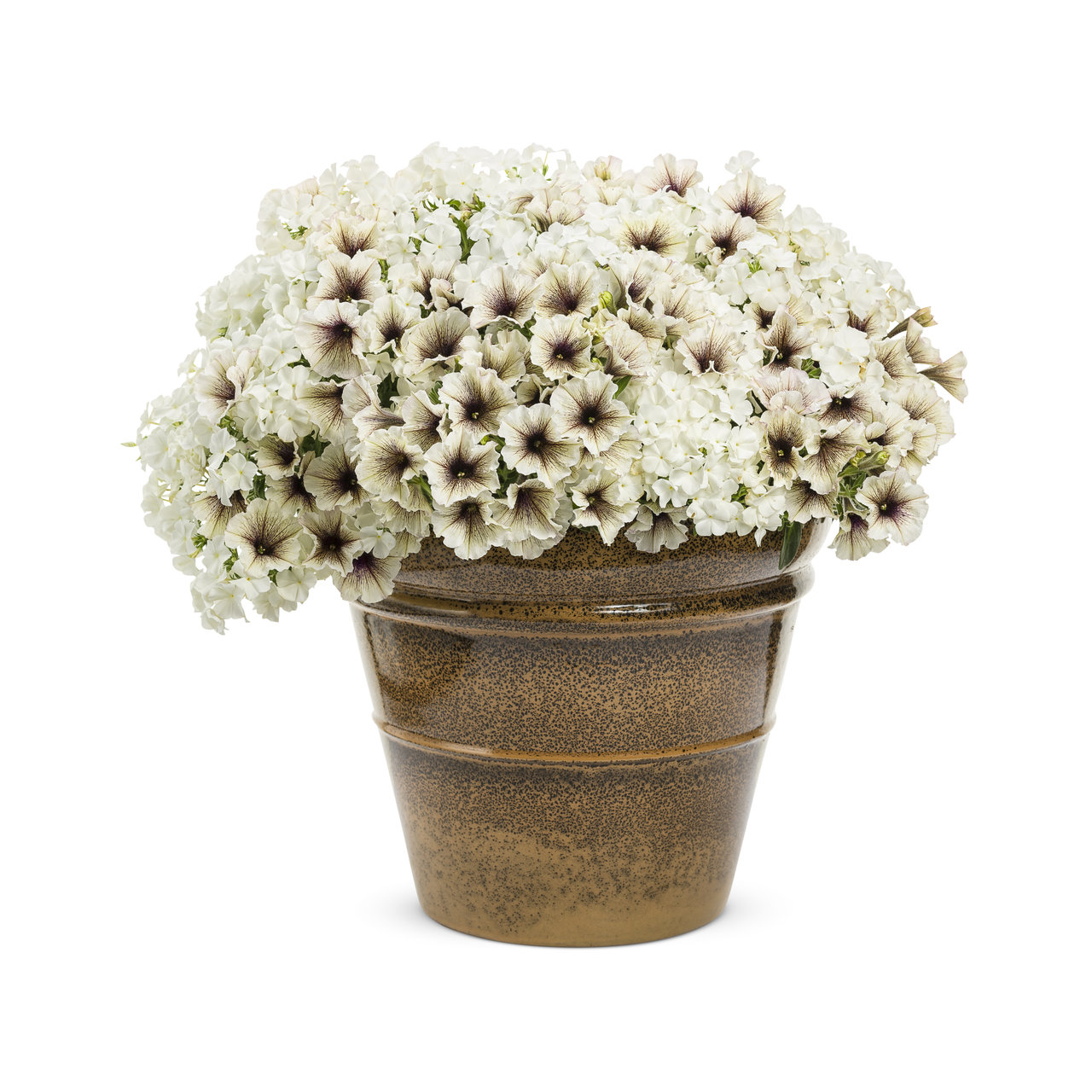 Proven Winners - Phlox Southern Blaze White | Pot de 12,7 cm