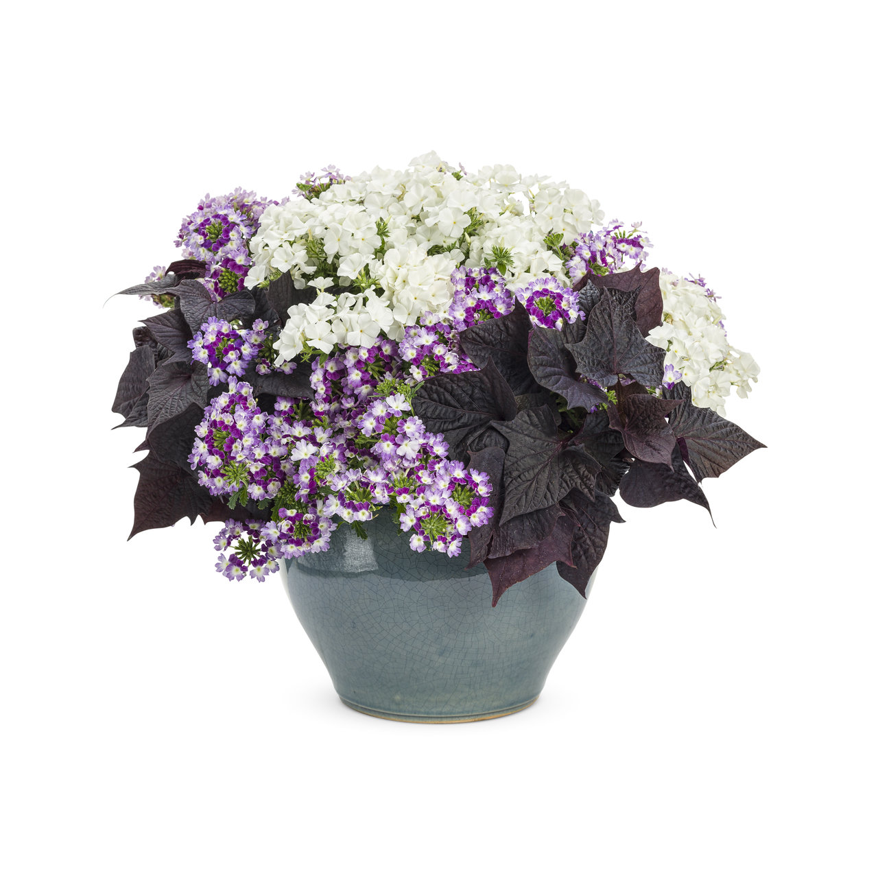 Proven Winners - Phlox Southern Blaze White | Pot de 12,7 cm