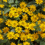 Proven Winners - Sanvitalia Sunbini | Pot de 12,7 cm