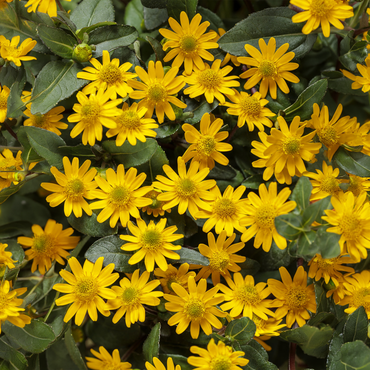 Proven Winners - Sanvitalia Sunbini | Pot de 12,7 cm