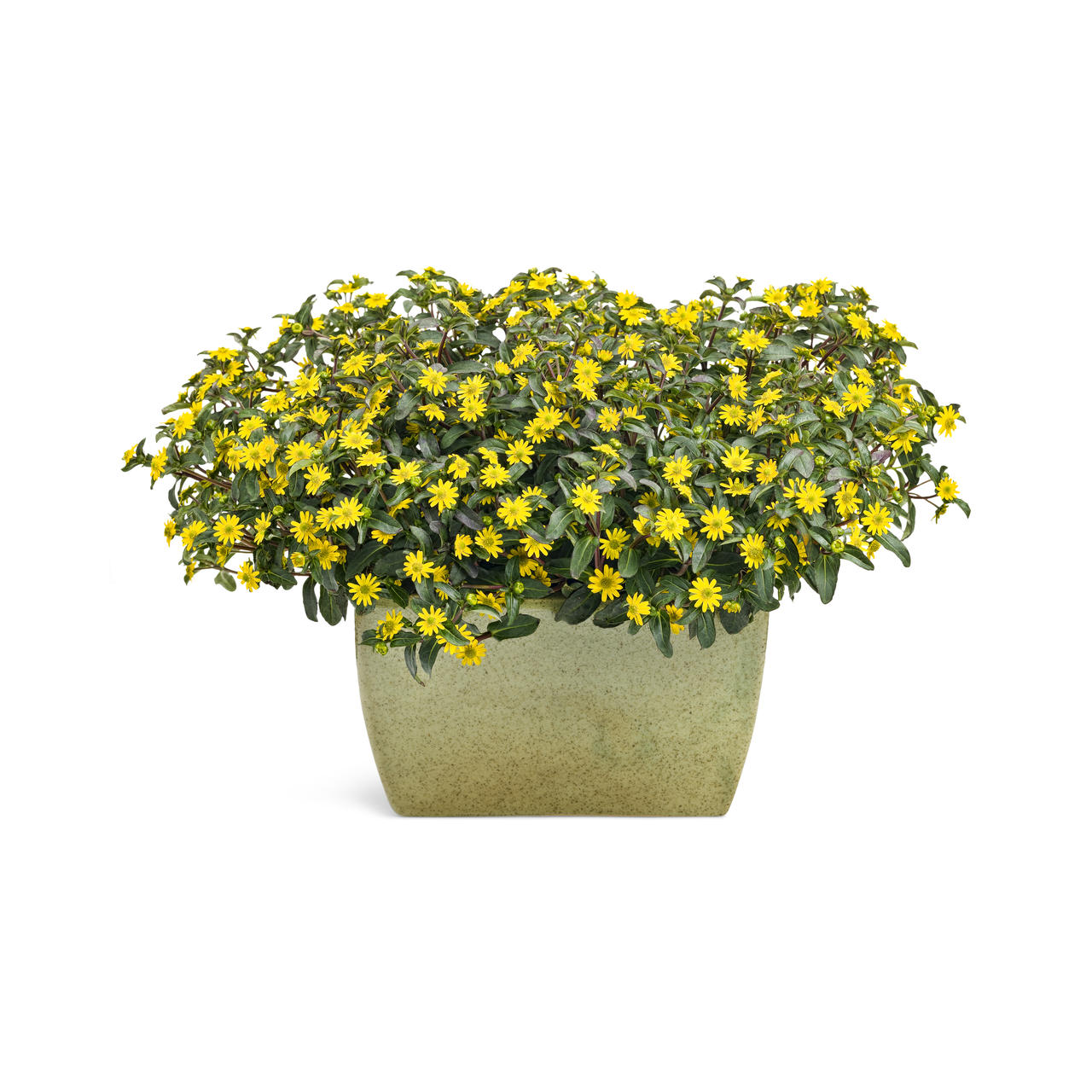 Proven Winners - Sanvitalia Sunbini | Pot de 12,7 cm