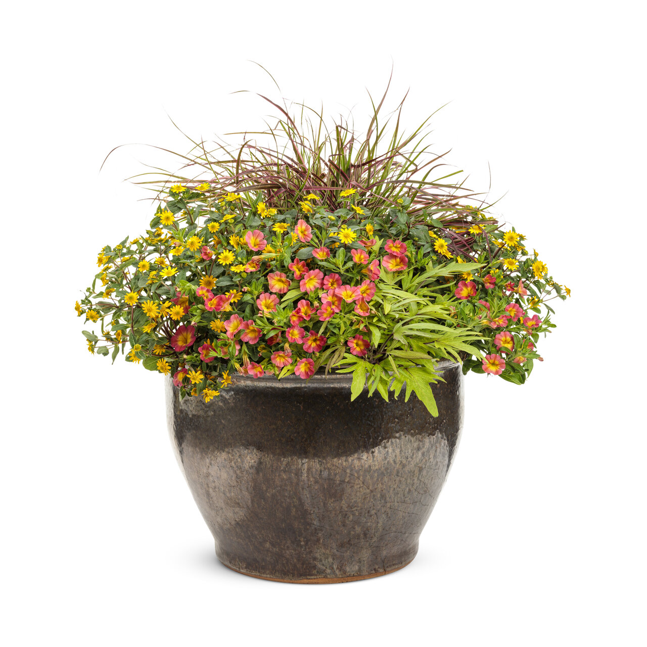 Proven Winners - Sanvitalia Sunbini | Pot de 12,7 cm