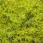 Proven Winners - Sedum Lemon Coral | Pot de 13 cm