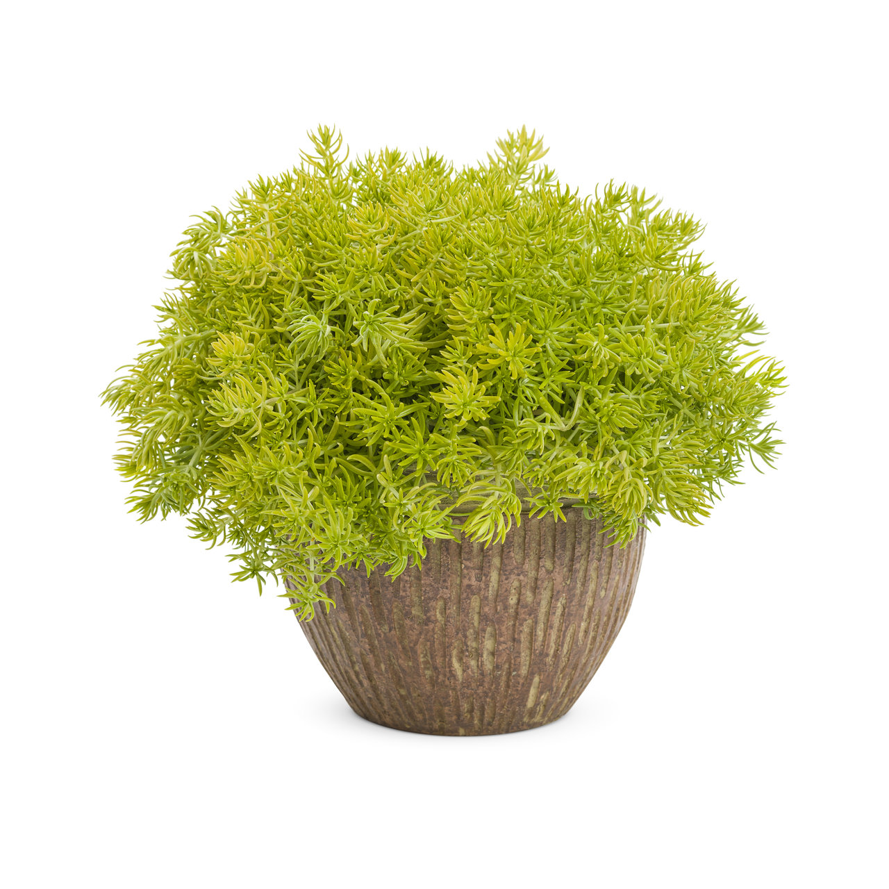 Proven Winners - Sedum Lemon Coral | Pot de 13 cm