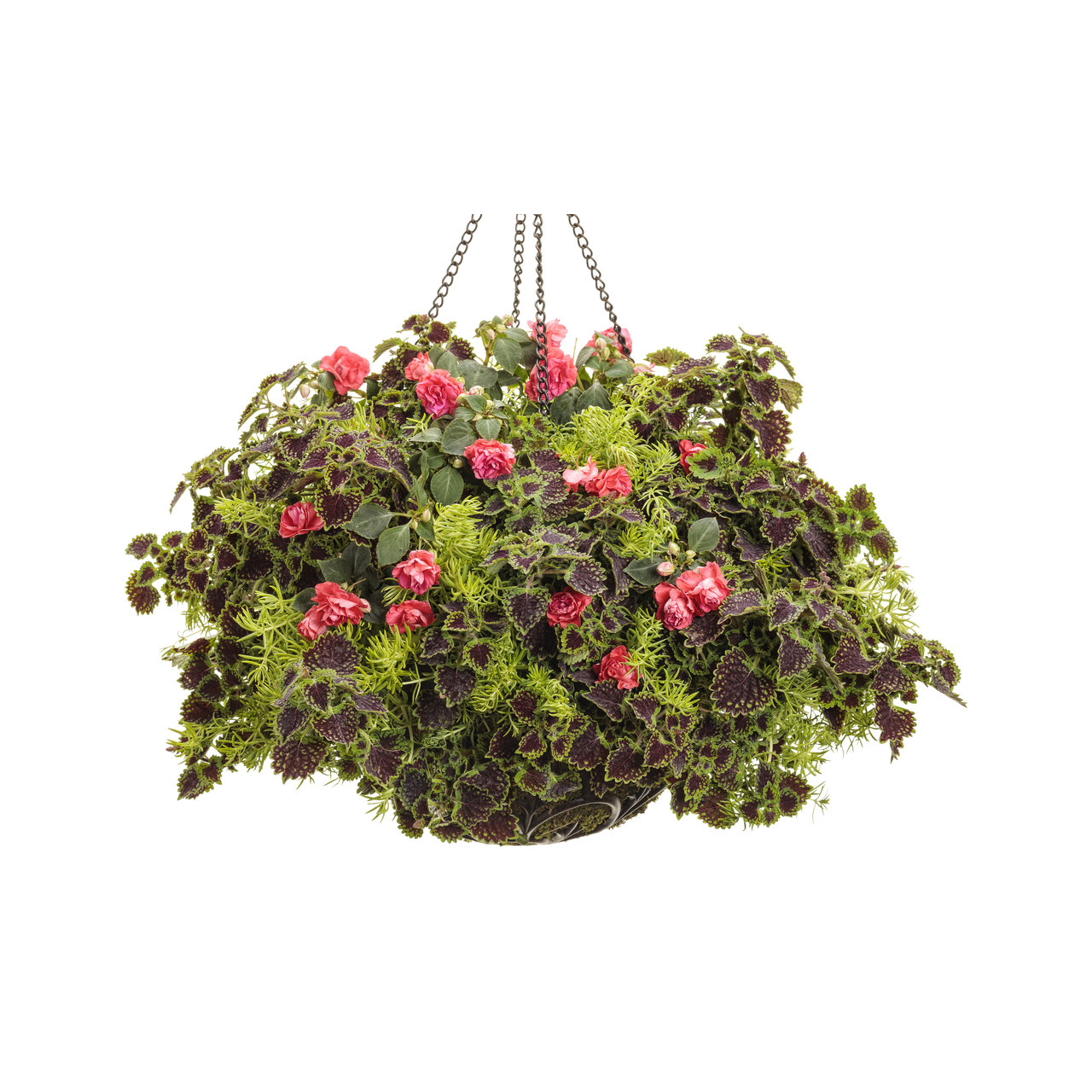 Proven Winners - Sedum Lemon Coral | Pot de 13 cm