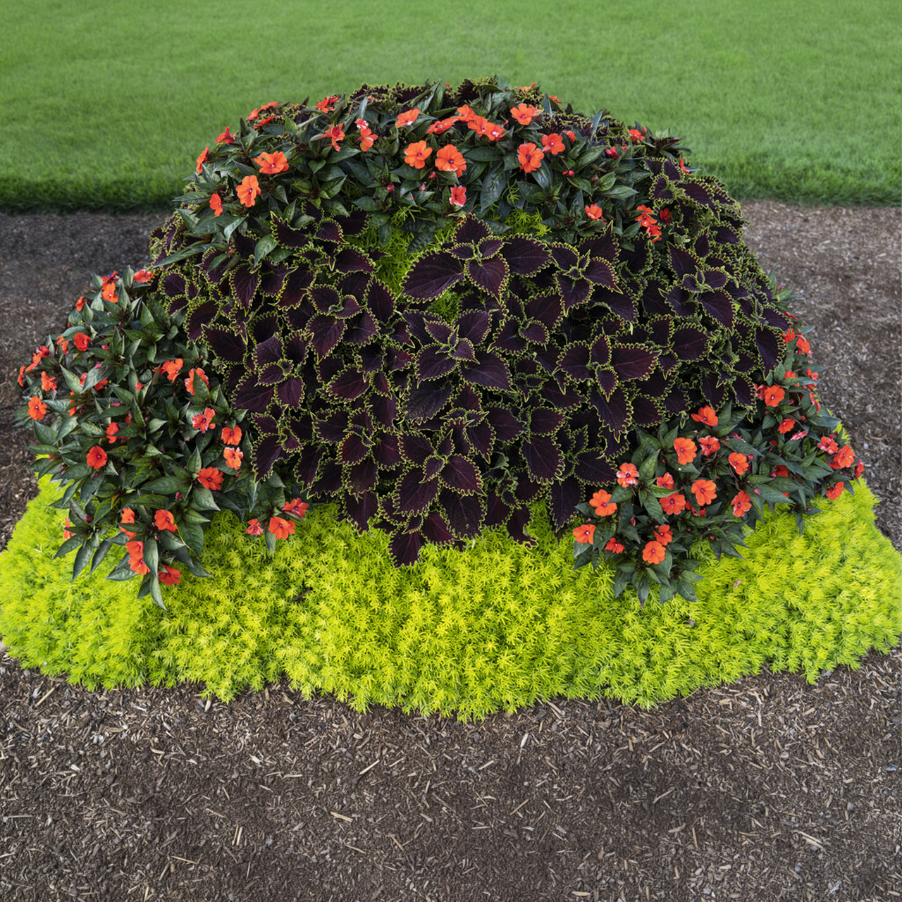 Proven Winners - Sedum Lemon Coral | Pot de 13 cm