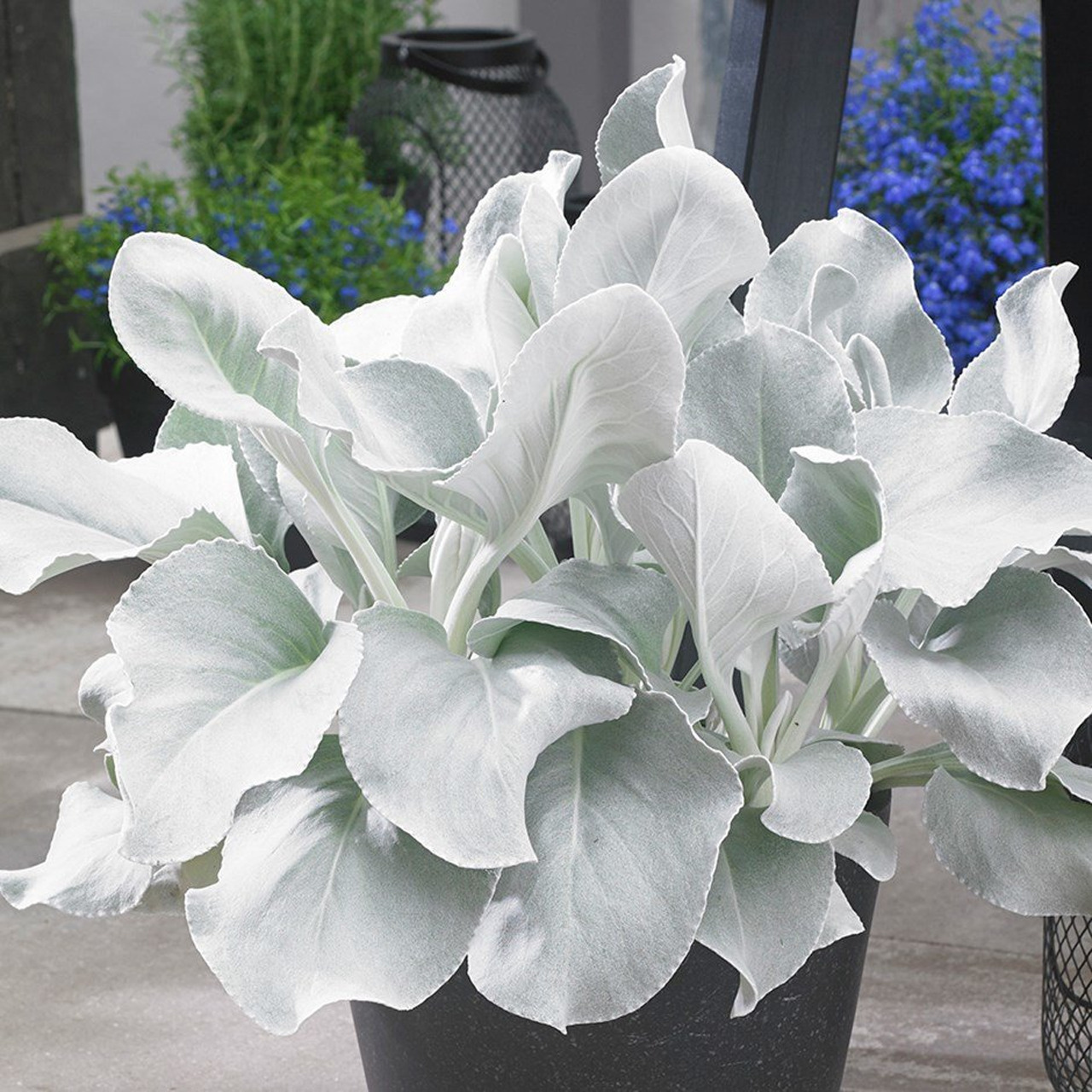 Proven Winners - Senecio Angel Wings | Pot de 5 po