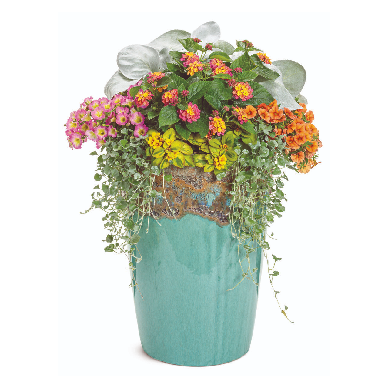 Proven Winners - Senecio Angel Wings | Pot de 5 po