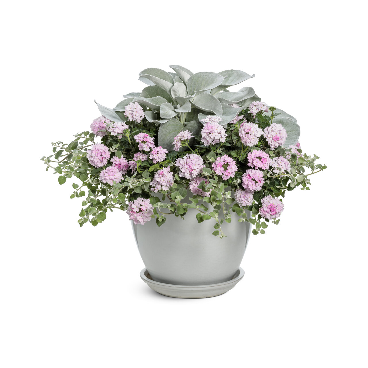 Proven Winners - Senecio Angel Wings | Pot de 5 po