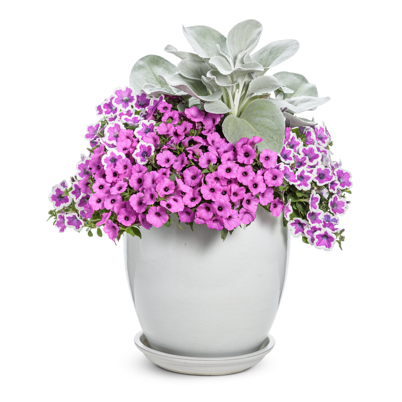 Proven Winners - Senecio Angel Wings | Pot de 5 po