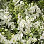 Proven Winners - Angelonia Angelface Cascade Snow | Pot de 12,7 cm