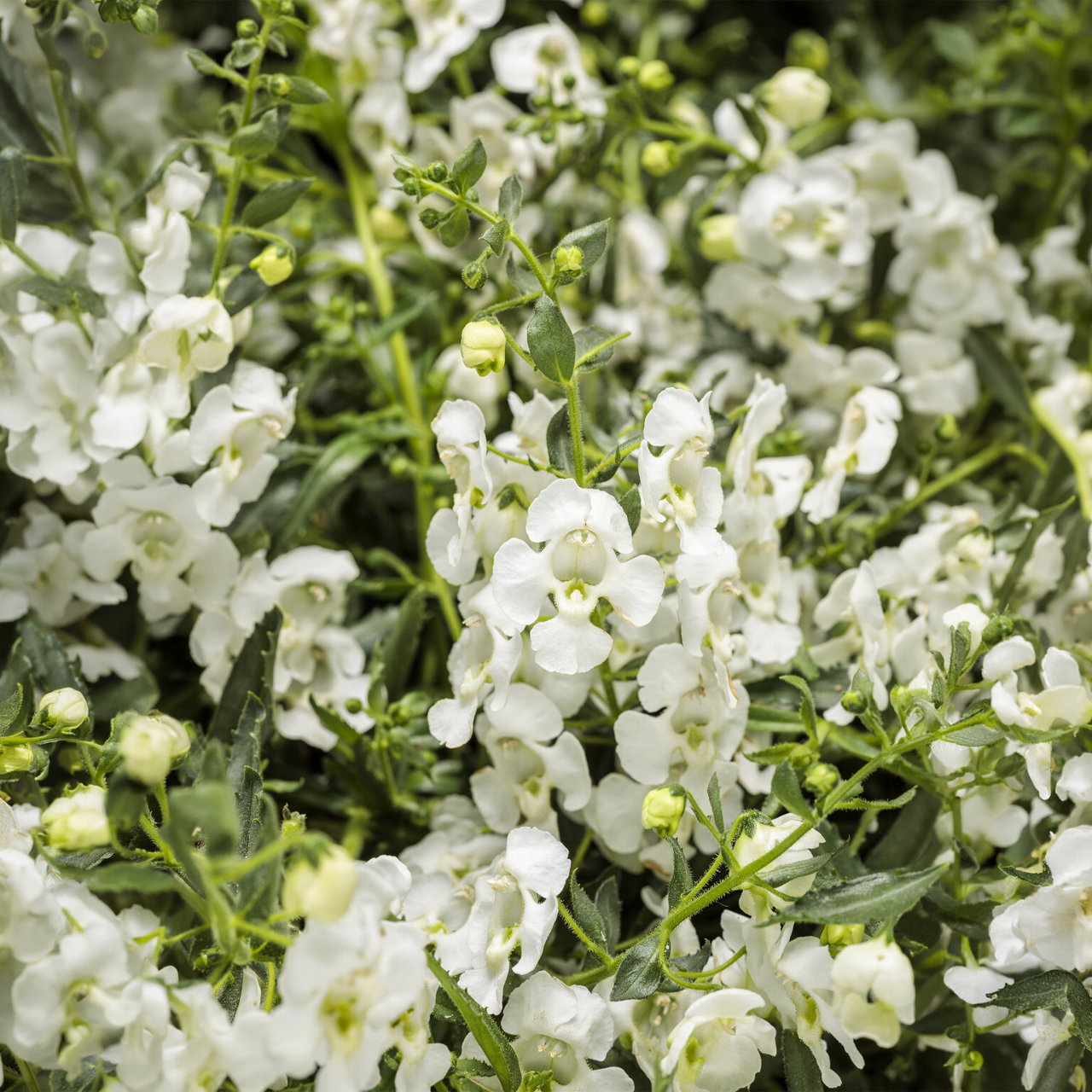 Proven Winners - Angelonia Angelface Cascade Snow | Pot de 12,7 cm