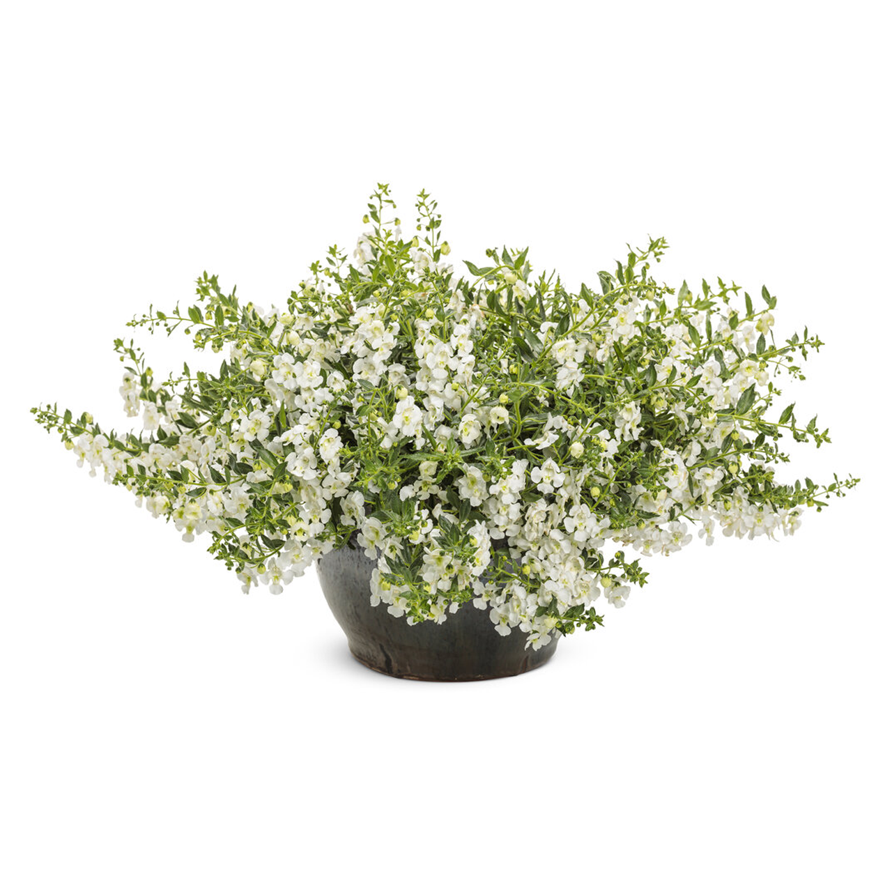 Proven Winners - Angelonia Angelface Cascade Snow | Pot de 12,7 cm