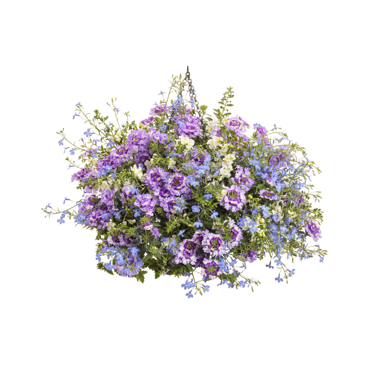 Proven Winners - Angelonia Angelface Cascade Snow | Pot de 12,7 cm