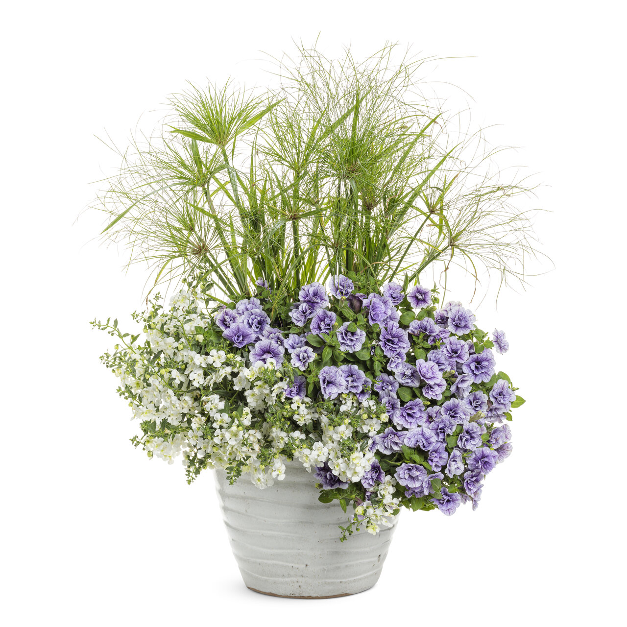 Proven Winners - Angelonia Angelface Cascade Snow | Pot de 12,7 cm
