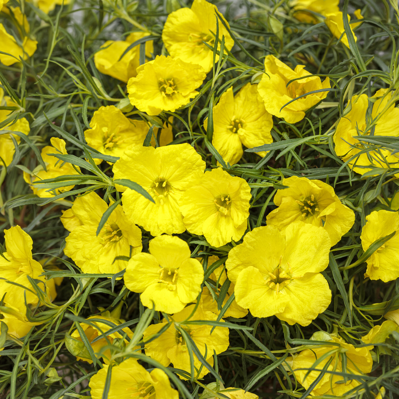 Proven Winners - Onagre Superlopus Sunglow | Pot de 12,7 cm