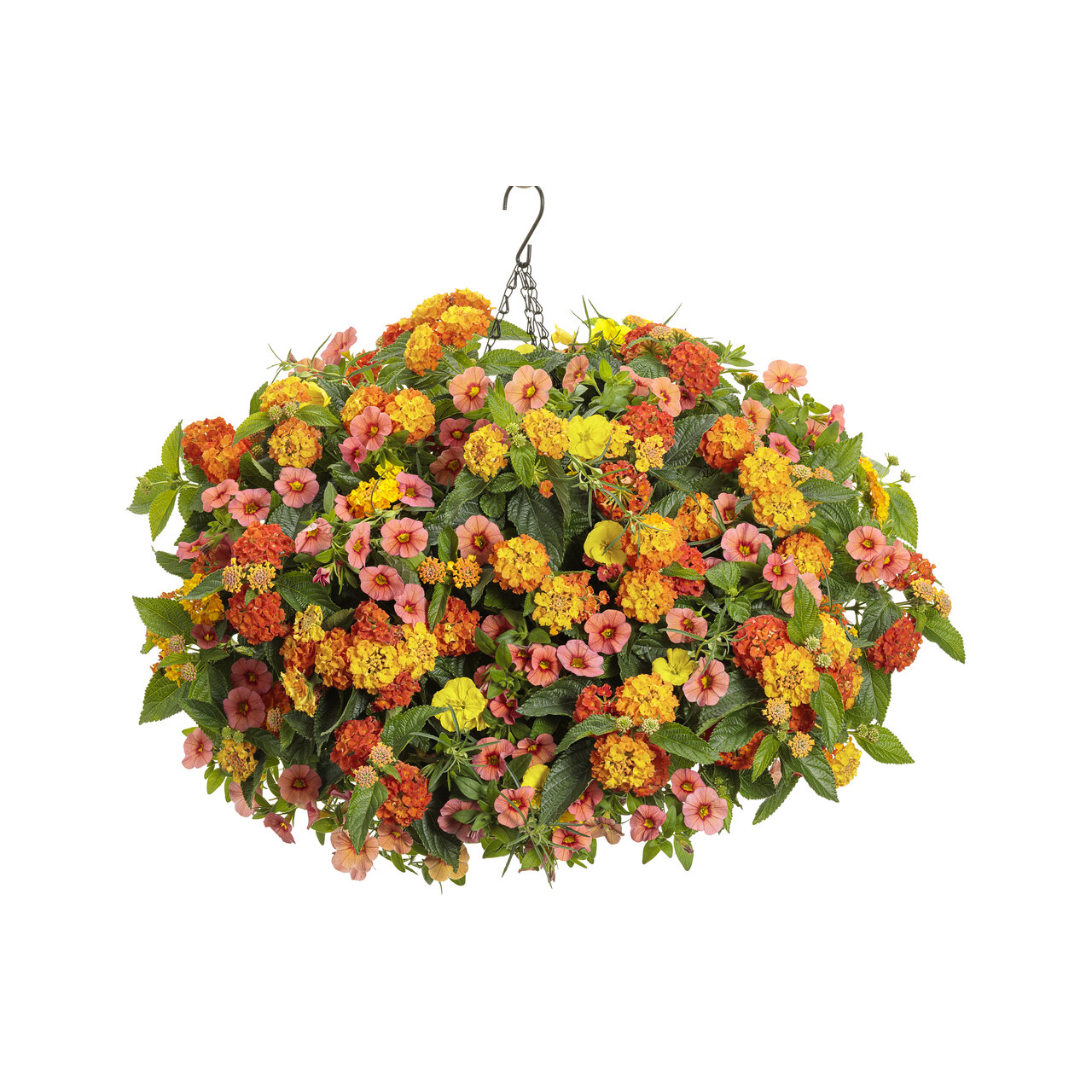Proven Winners - Onagre Superlopus Sunglow | Pot de 12,7 cm