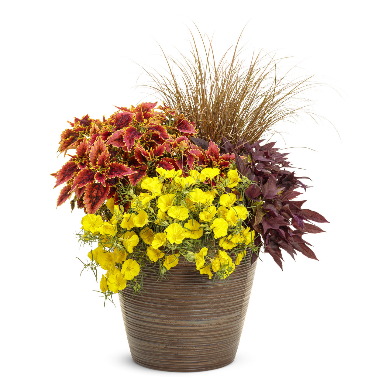 Proven Winners - Onagre Superlopus Sunglow | Pot de 12,7 cm