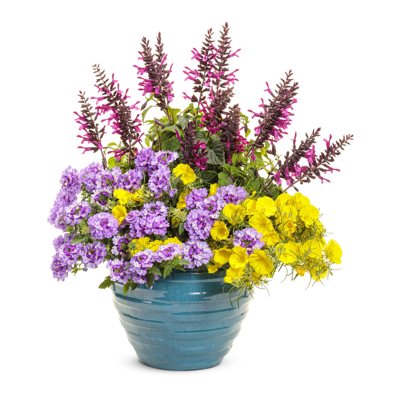 Proven Winners - Onagre Superlopus Sunglow | Pot de 12,7 cm