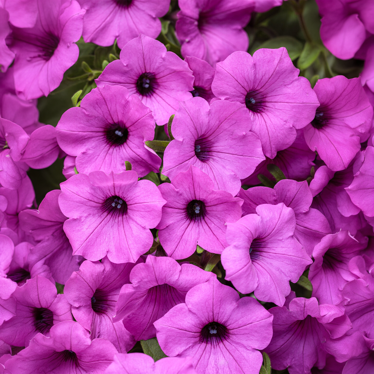 Proven Winners - Pétunia Supertunia Vista Jazzberry | Pot de 12,7 cm