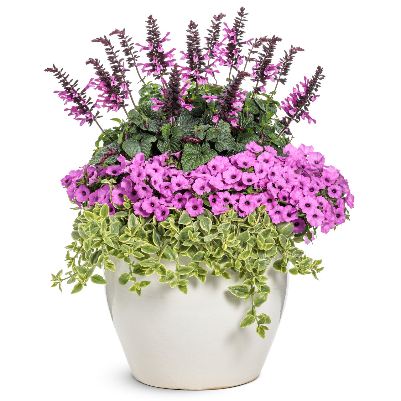 Proven Winners - Pétunia Supertunia Vista Jazzberry | Pot de 12,7 cm