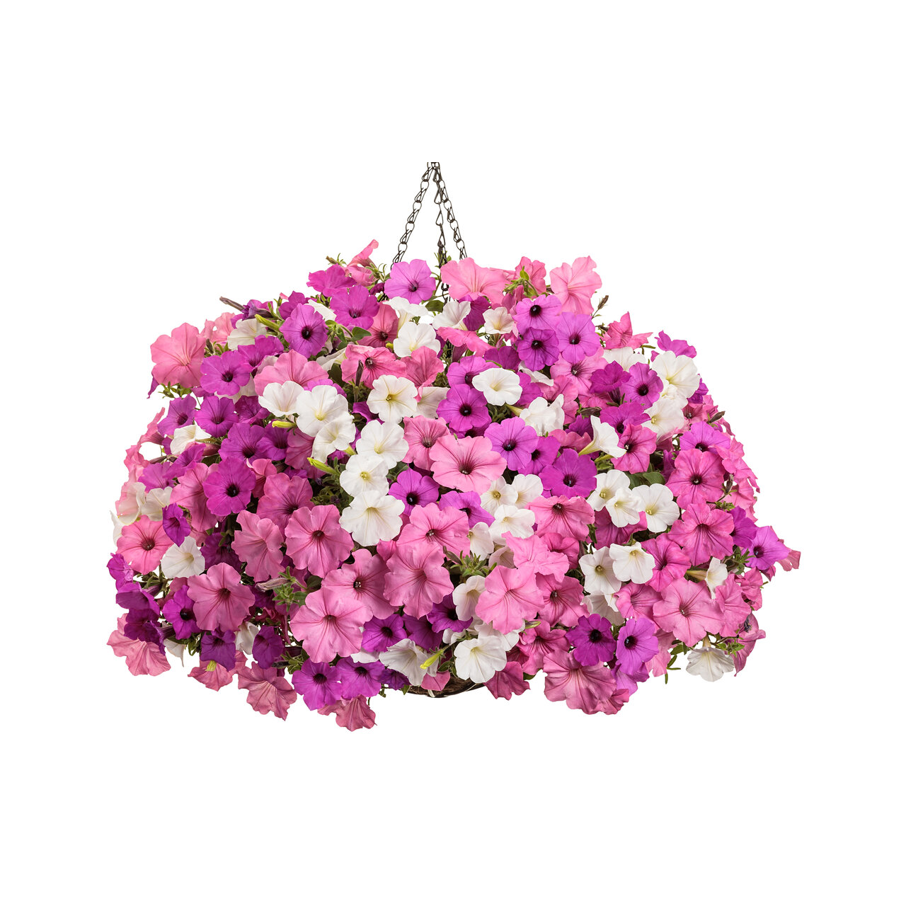 Proven Winners - Pétunia Supertunia Vista Jazzberry | Pot de 12,7 cm