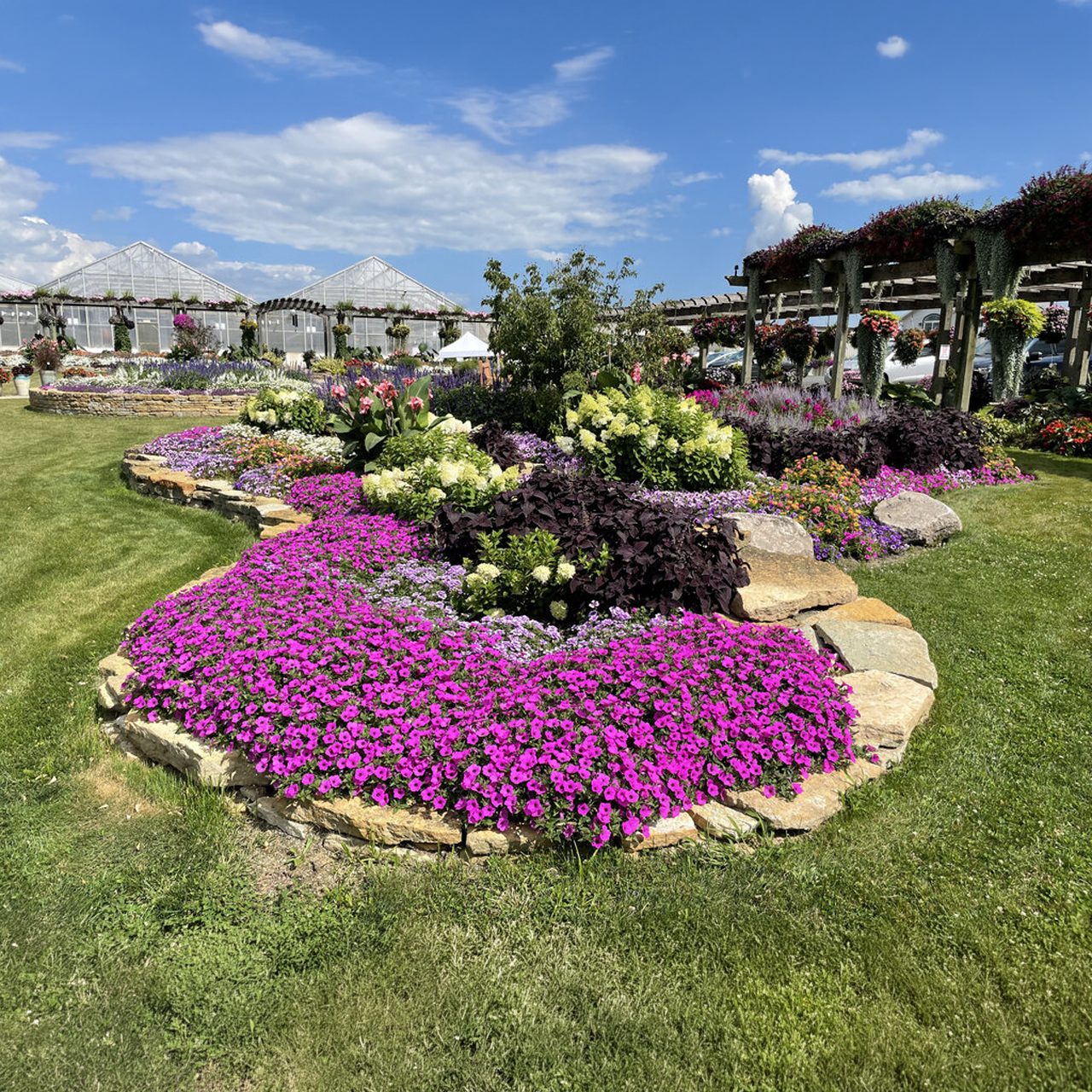 Proven Winners - Pétunia Supertunia Vista Jazzberry | Pot de 12,7 cm