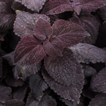 Proven Winners - Coleus Colorblaze Newly Noir | Pot de 12,7 cm