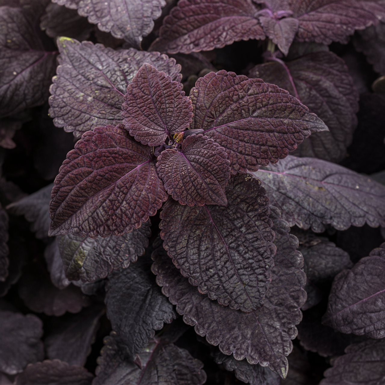 Proven Winners - Coleus Colorblaze Newly Noir | Pot de 12,7 cm