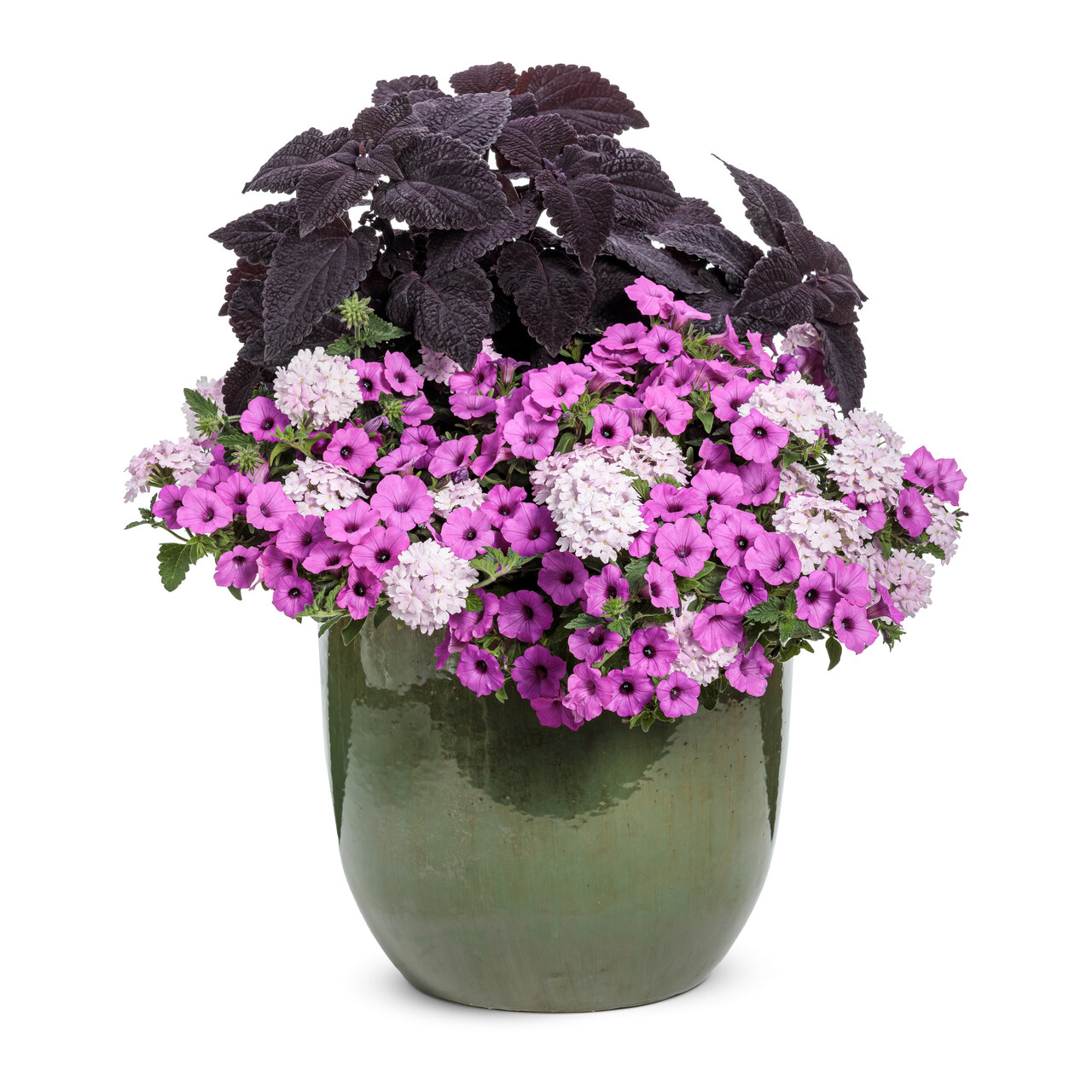 Proven Winners - Coleus Colorblaze Newly Noir | Pot de 12,7 cm