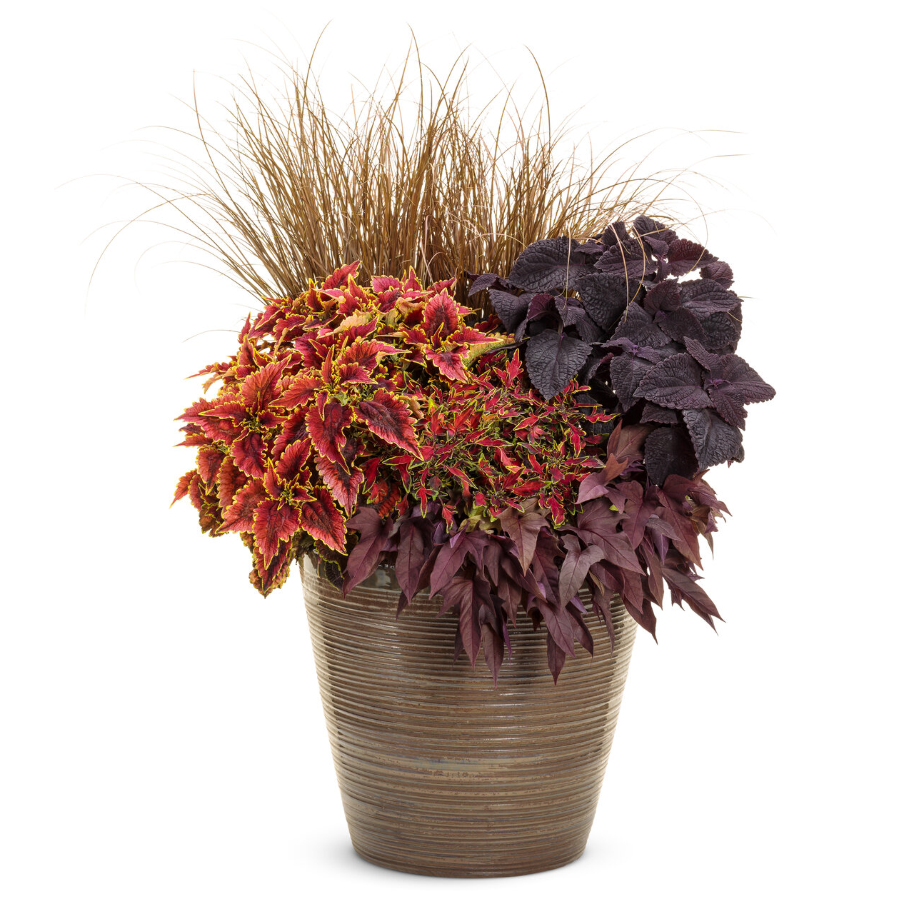 Proven Winners - Coleus Colorblaze Newly Noir | Pot de 12,7 cm