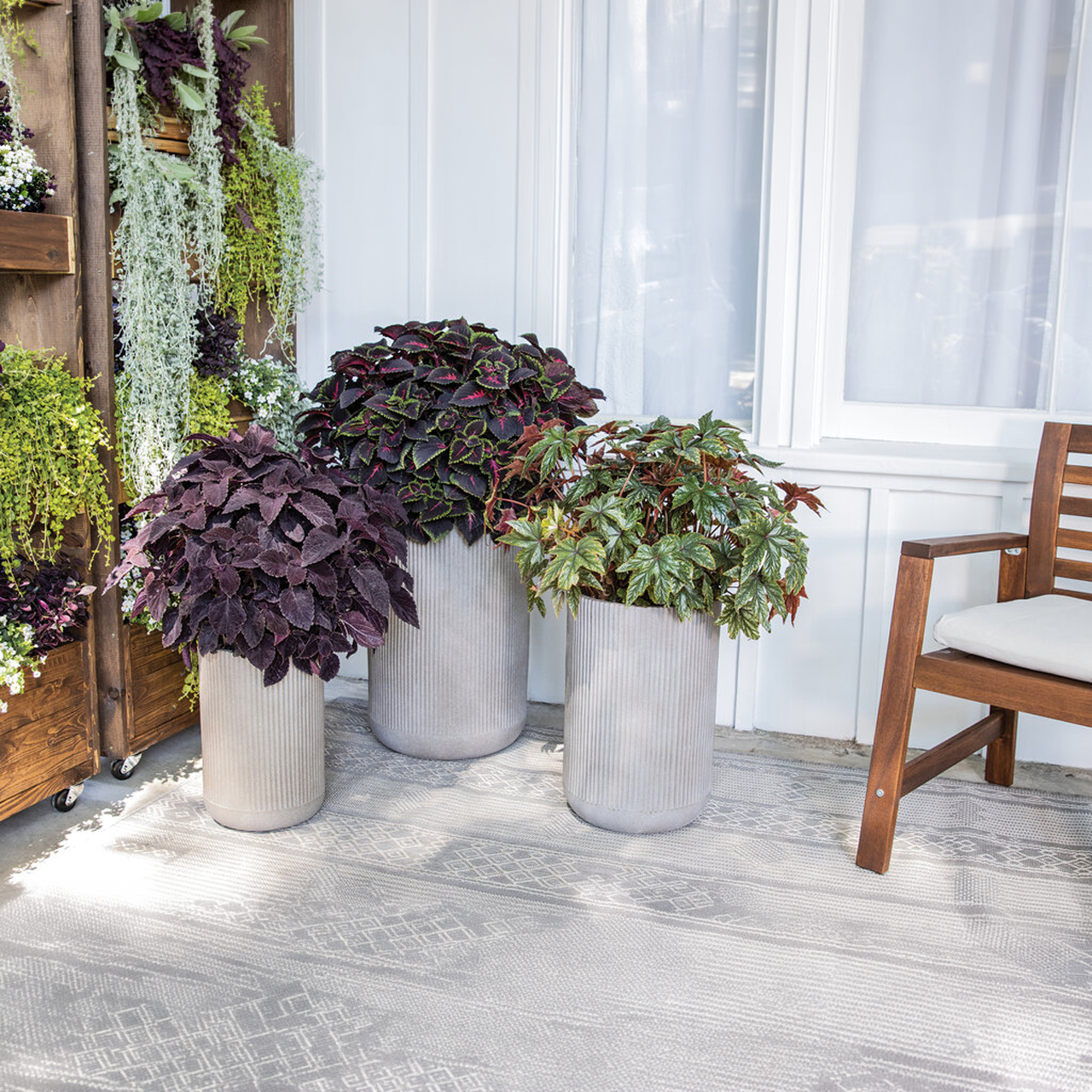 Proven Winners - Coleus Colorblaze Newly Noir | Pot de 12,7 cm